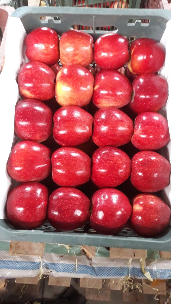 تجربه و تخصص بالا